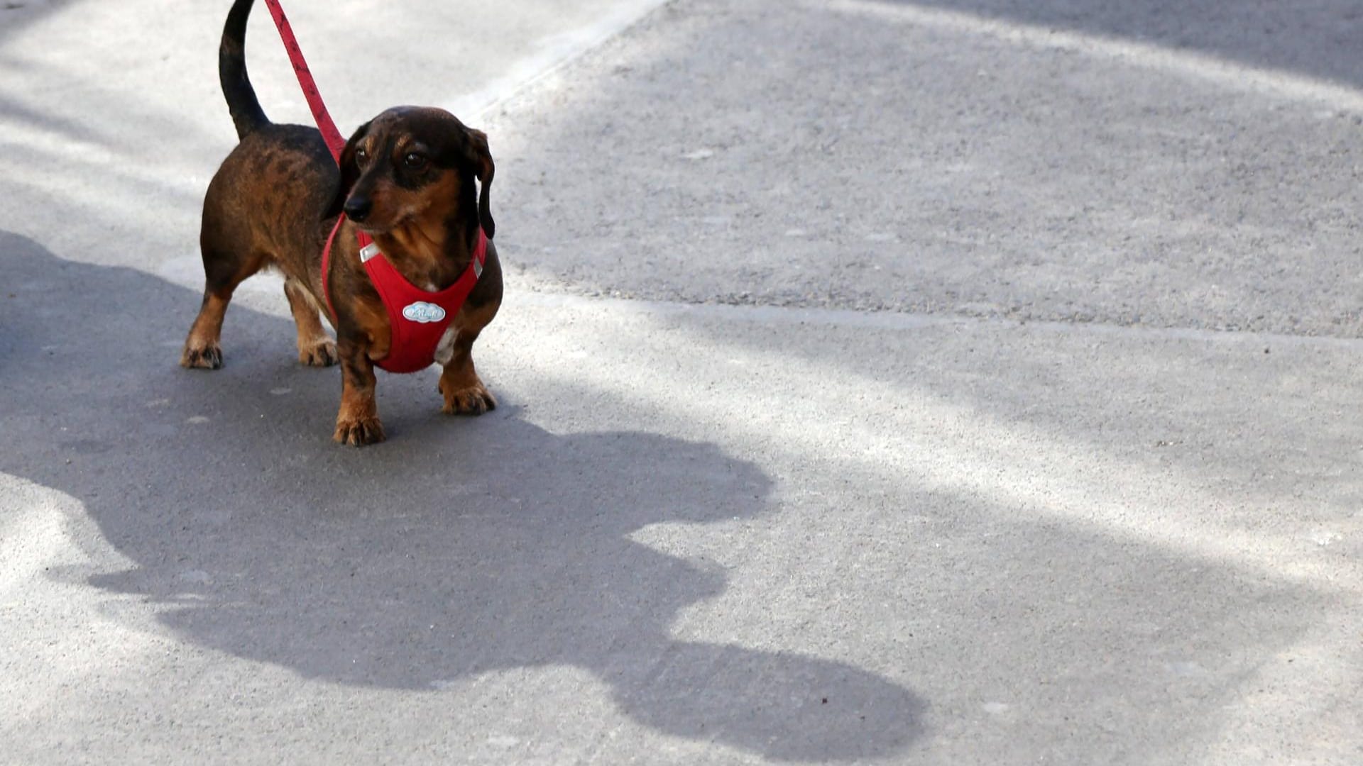 Ein Dackel an der Leine (Symbolbild): Weil ein Hund in Erfurt geblutet hat, musste die Polizei ausrücken.