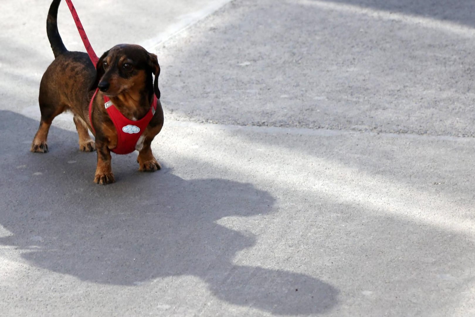 Ein Dackel an der Leine (Symbolbild): Weil ein Hund in Erfurt geblutet hat, musste die Polizei ausrücken.