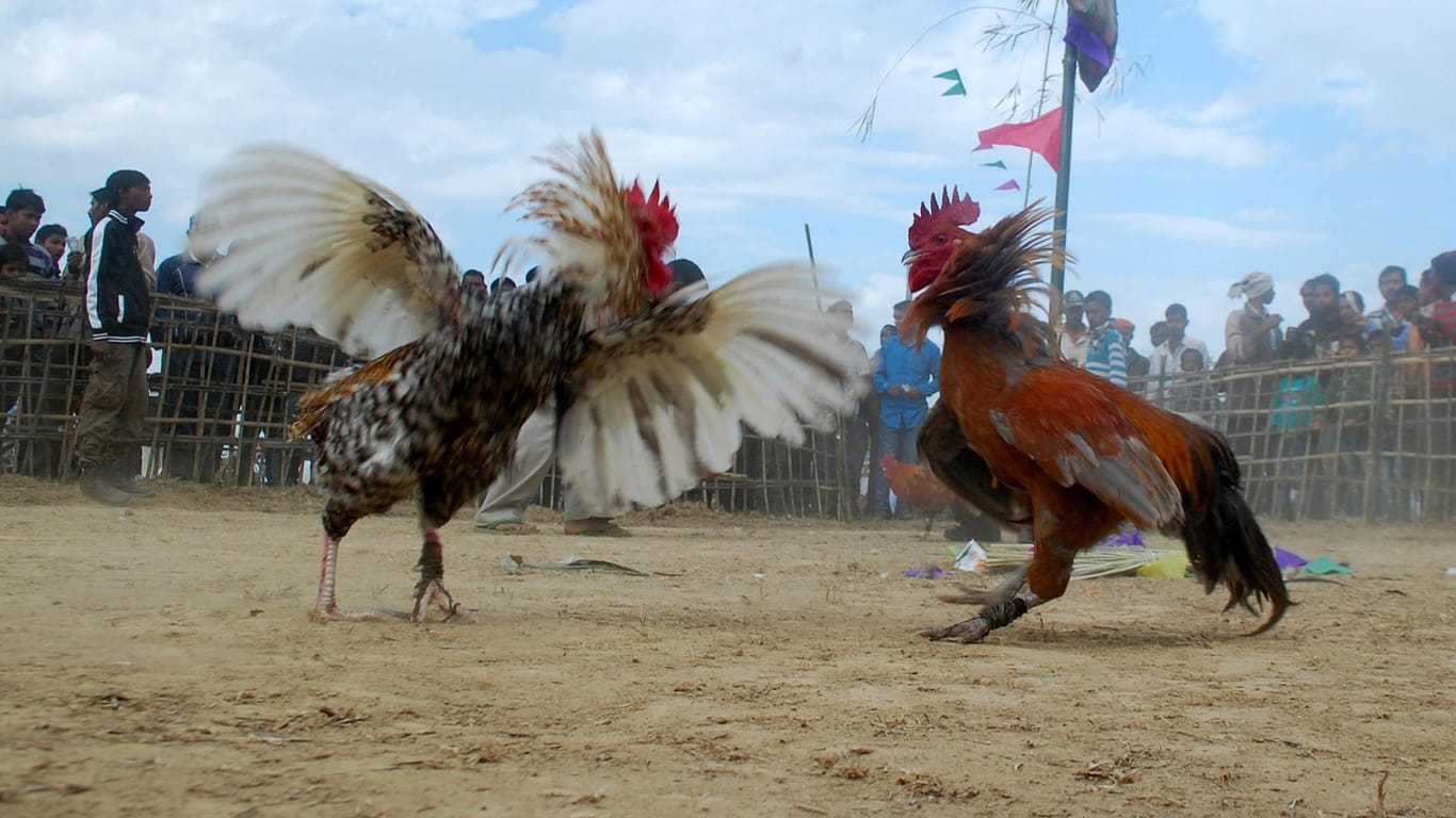 Hahnenkampf in Indien (Archivbild): Ein Mann starb nun durch einen Hahn.