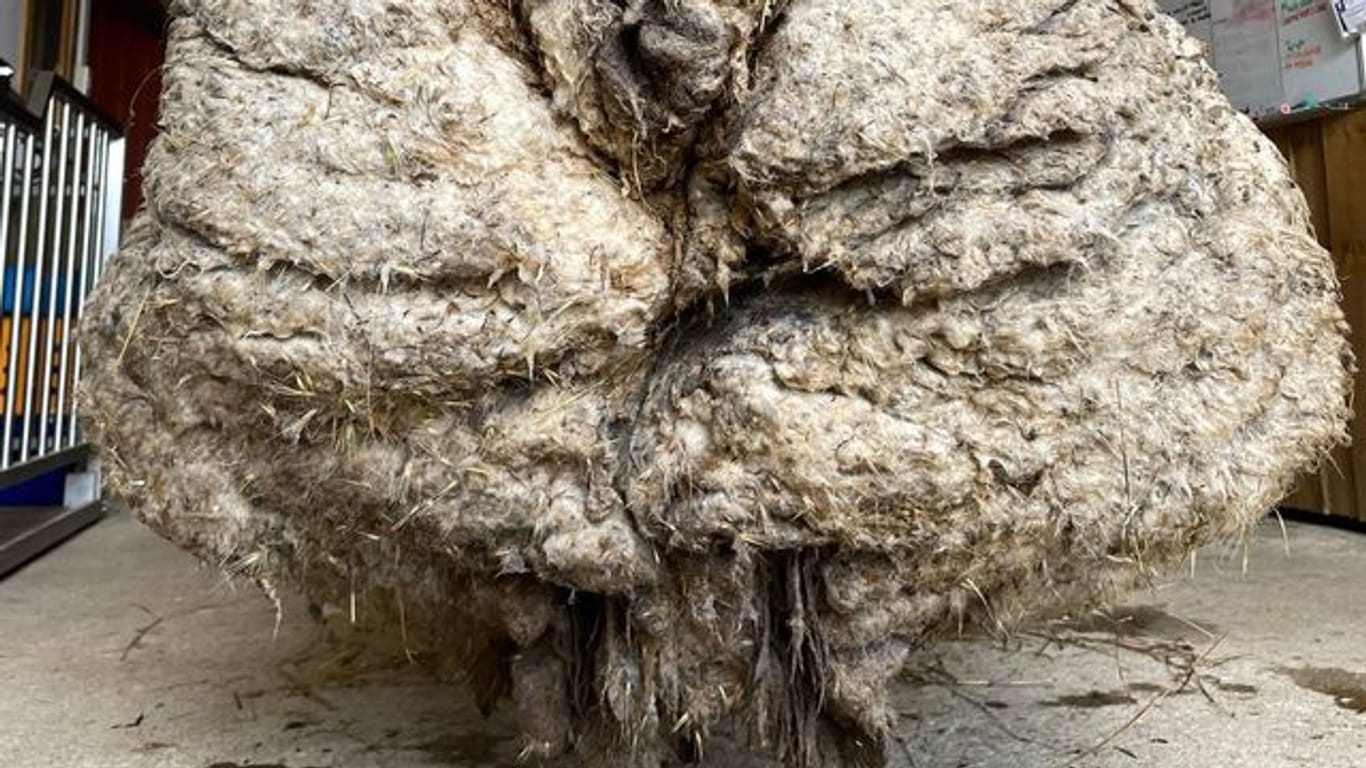 Das wilde Schaf Baarack trug mehr als 35 Kilo schwere Wolle.
