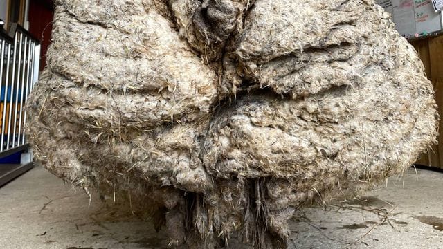 Das wilde Schaf Baarack trug mehr als 35 Kilo schwere Wolle. Das wilde Schaf Baarack trug mehr als 35 Kilo schwere Wolle.