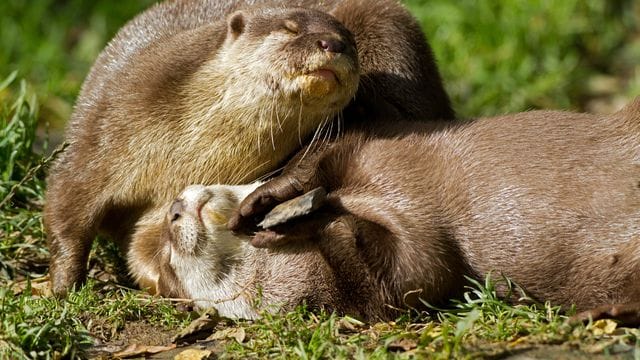 Kurzkrallenotter mit einem Stein.