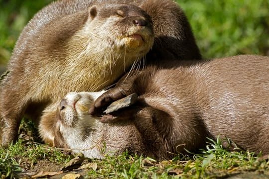 Kurzkrallenotter mit einem Stein.