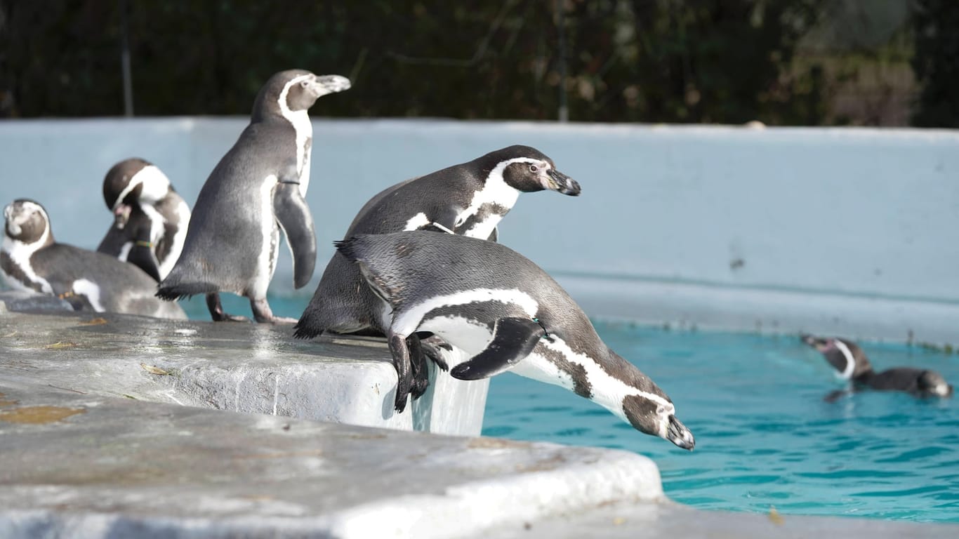 Die Pinguine nutzen die Zeit an einem milden Wintertag: Die Tiere müssen derzeit ohne Besucher auskommen.