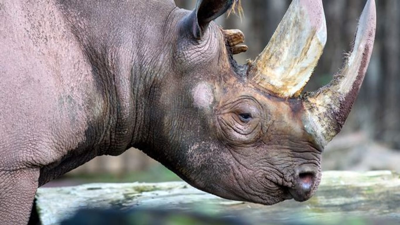 Ein Spitzmaulnashorn geht im Magdeburger Zoo durch das Freigehege