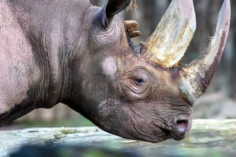 Ein Spitzmaulnashorn geht im Magdeburger Zoo durch das Freigehege