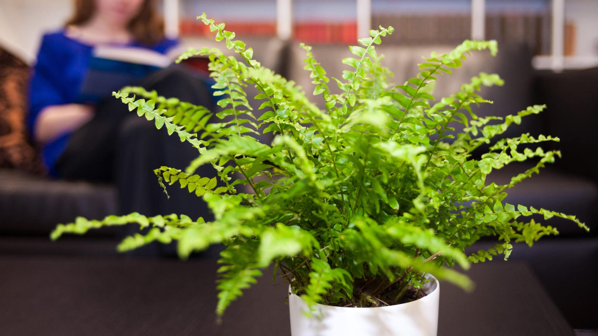 Schwertfarn (Nephrolepis exaltata): Er braucht viel Feuchtigkeit – nur Staunässe und Zugluft mag die Pflanze nicht.