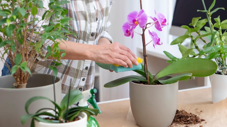 Orchidee: Sie gehört zu den beliebtesten Blühpflanzen.