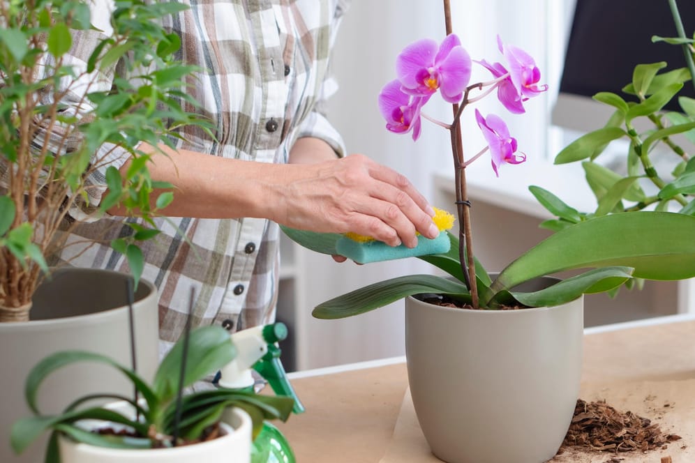 Orchidee: Sie gehört zu den beliebtesten Blühpflanzen.