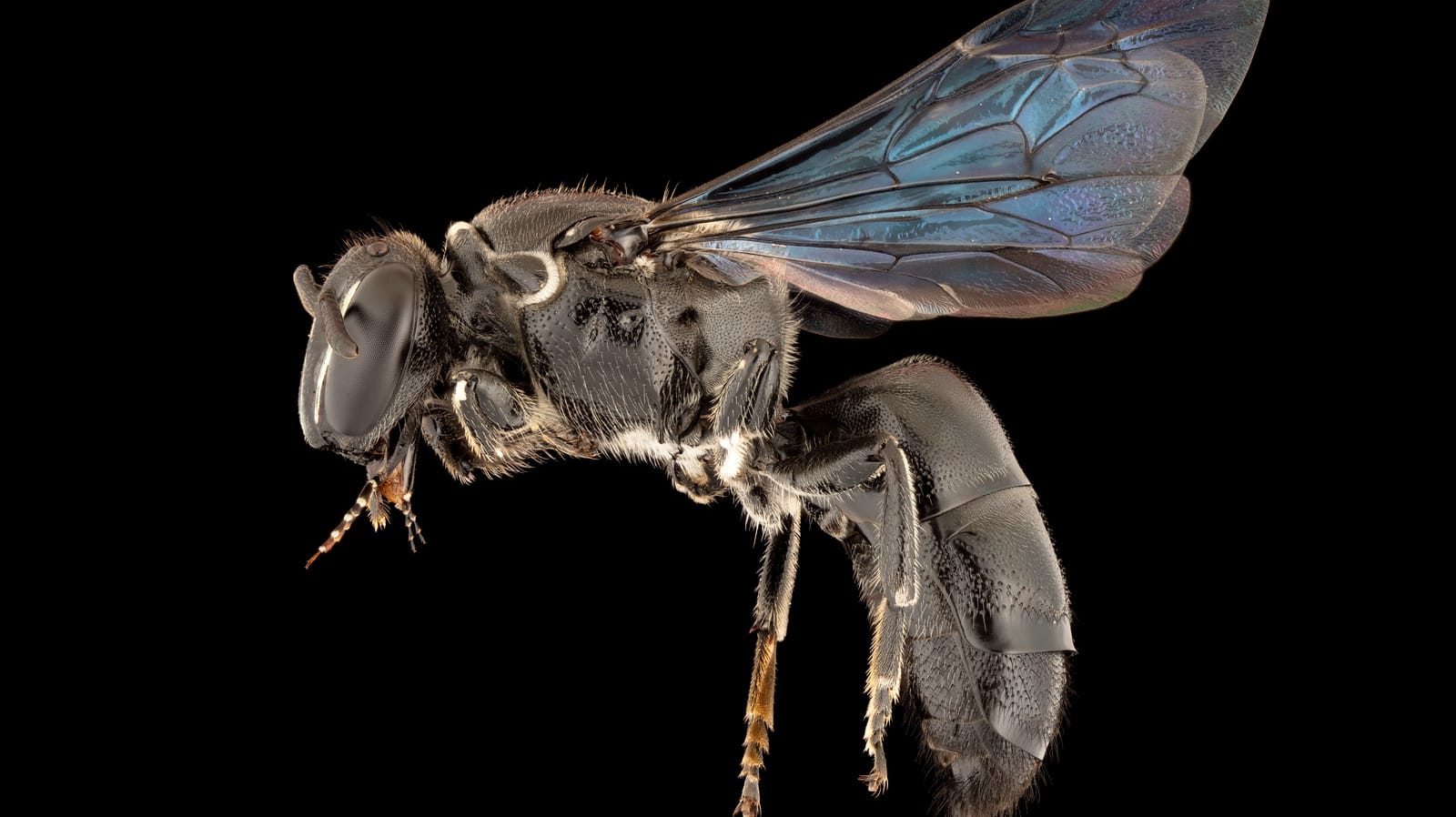 Seltene Bienenart: Es wurden drei Populationen der Pharohylaeus lactiferus entdeckt.