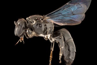 Seltene Bienenart: Es wurden drei Populationen der Pharohylaeus lactiferus entdeckt.