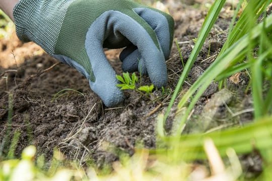 Wer im Garten arbeitet und seine Hände schützen möchte, trägt besser gepolsterte und wasserabweisende Gartenhandschuhe.