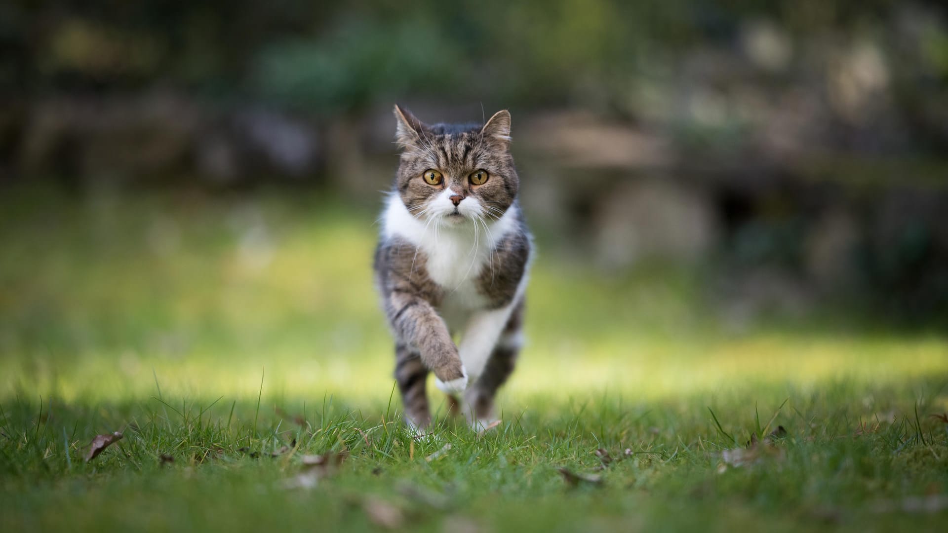 Freigängerkatze: Ist der Stubentiger täglich draußen unterwegs, sollte er am besten kastriert werden.