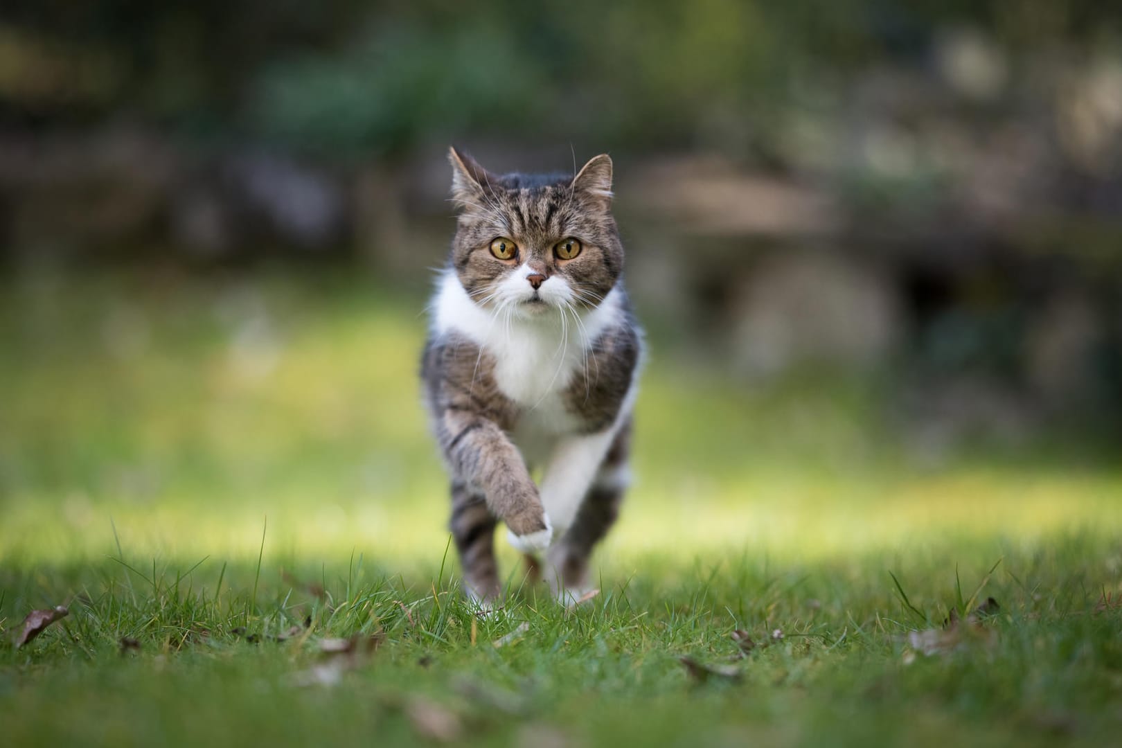 Freigängerkatze: Ist der Stubentiger täglich draußen unterwegs, sollte er am besten kastriert werden.