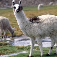 Alpakas auf einer Wiese (Symbolbild): Die Tiere sind ungefähr 1,50 Meter lang – so lang wie der Corona-Mindestabstand.