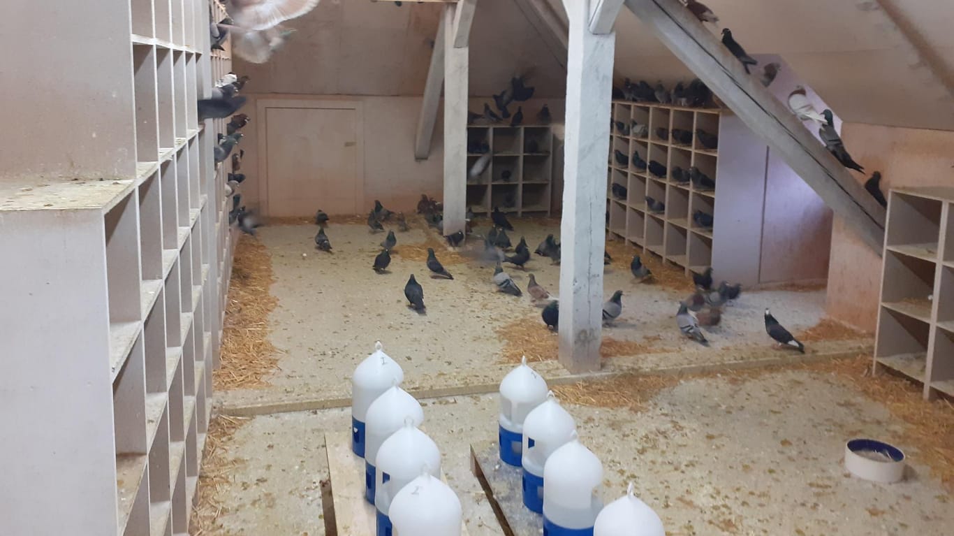 Futterstation für Tauben: Karlsruhe setzt nach eigenen Angaben ein Konzept zur tierschutzgerechten Regulation der Stadttaubenpopulation um.