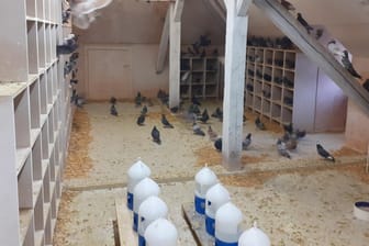 Futterstation für Tauben: Karlsruhe setzt nach eigenen Angaben ein Konzept zur tierschutzgerechten Regulation der Stadttaubenpopulation um.