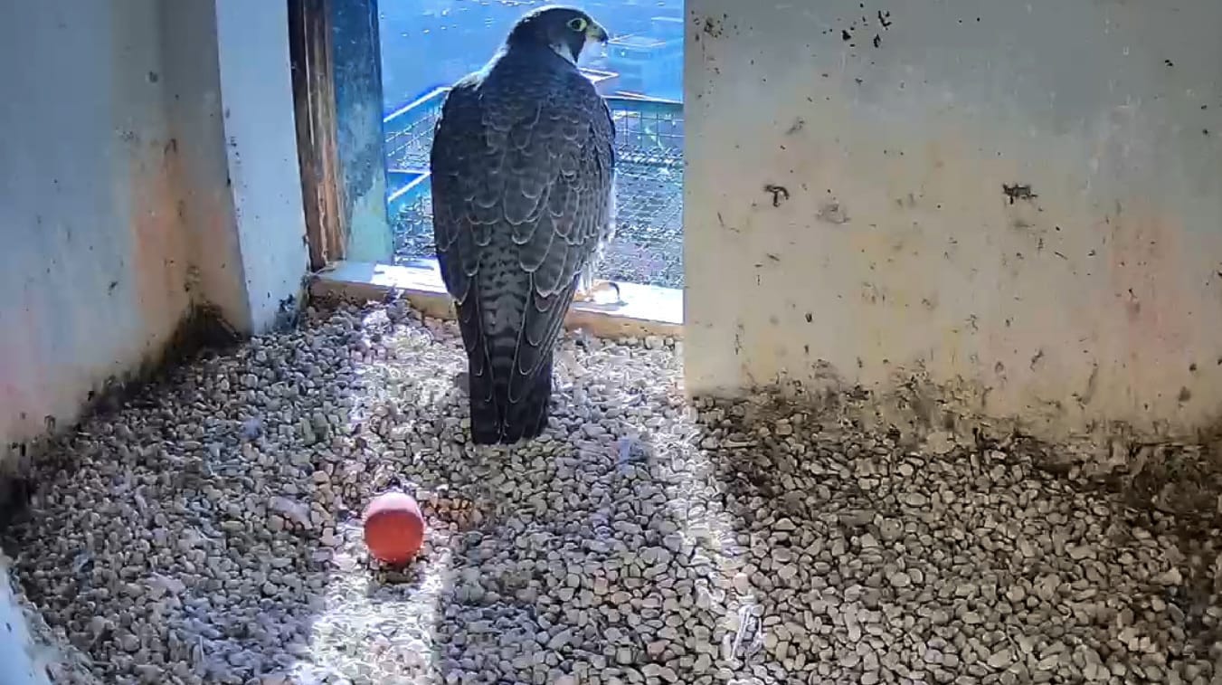 Ein Wanderfalke sitzt an seinem Ei: In Nürnberg hat die Brutsaison der Wanderfalken auf der Kaiserburg begonnen. Ein Wanderfalke sitzt an seinem Ei: In Nürnberg hat die Brutsaison der Wanderfalken auf der Kaiserburg begonnen.
