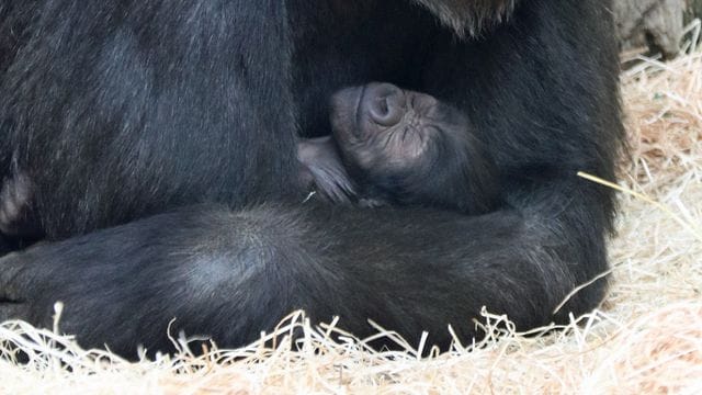 Gorilla-Nachwuchs Gorilla-Nachwuchs