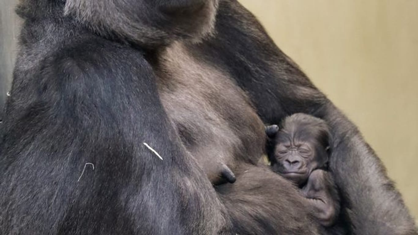 Das Mitte Februar geborene, noch namenlose Gorilla-Mädchen im Arm seiner Mutter Bibi.