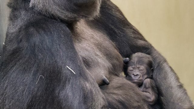Das Mitte Februar geborene, noch namenlose Gorilla-Mädchen im Arm seiner Mutter Bibi. Das Mitte Februar geborene, noch namenlose Gorilla-Mädchen im Arm seiner Mutter Bibi.
