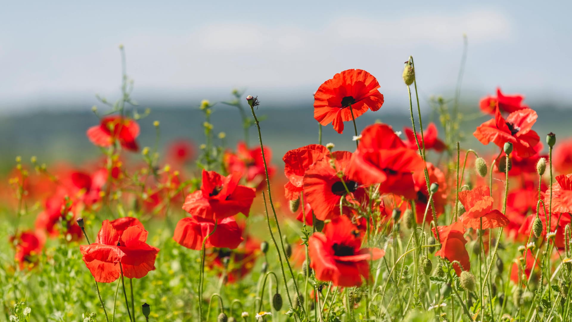 Klatschmohn (Papaver rhoeas):In den Monaten Juni und Juli färbt er ganze Wiesen rot.