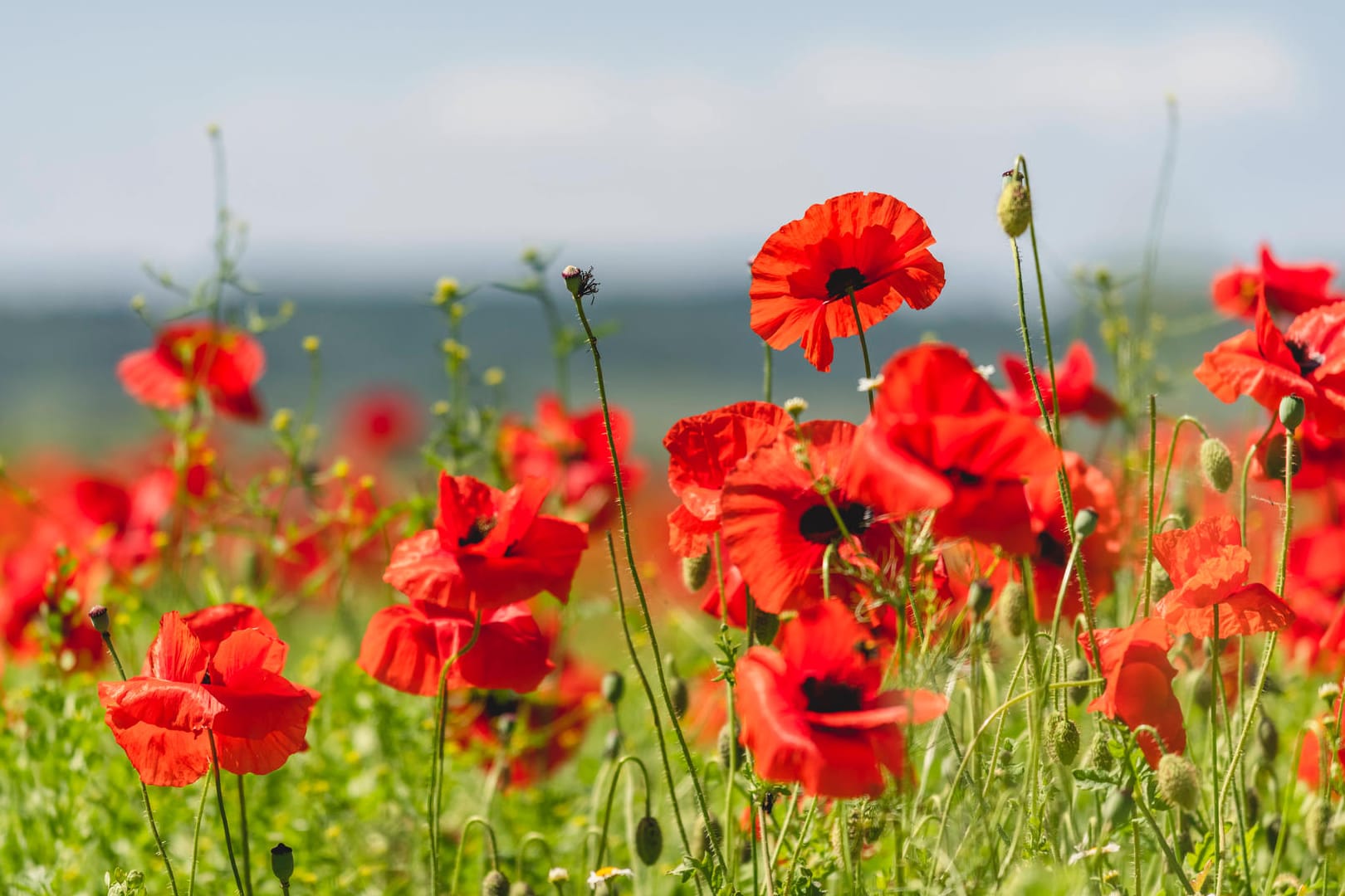 Klatschmohn (Papaver rhoeas):In den Monaten Juni und Juli färbt er ganze Wiesen rot.