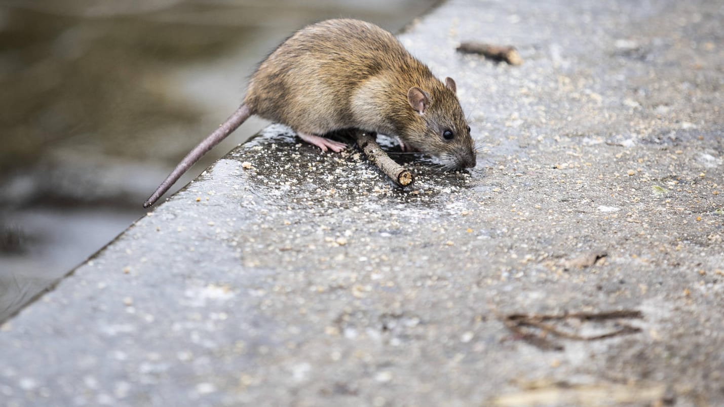 Profiteure der Corona-Krise: Ratten breiten sich in London aus (Symbolbild).