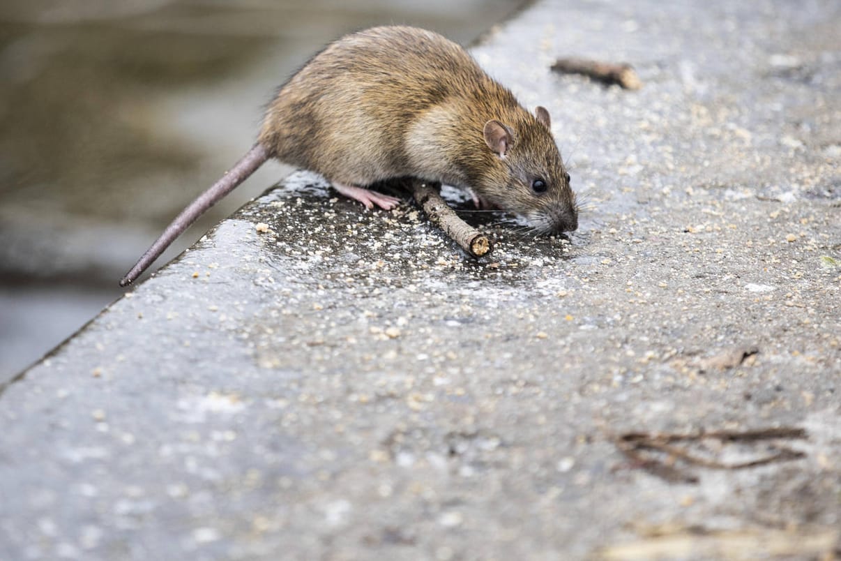 Profiteure der Corona-Krise: Ratten breiten sich in London aus (Symbolbild).