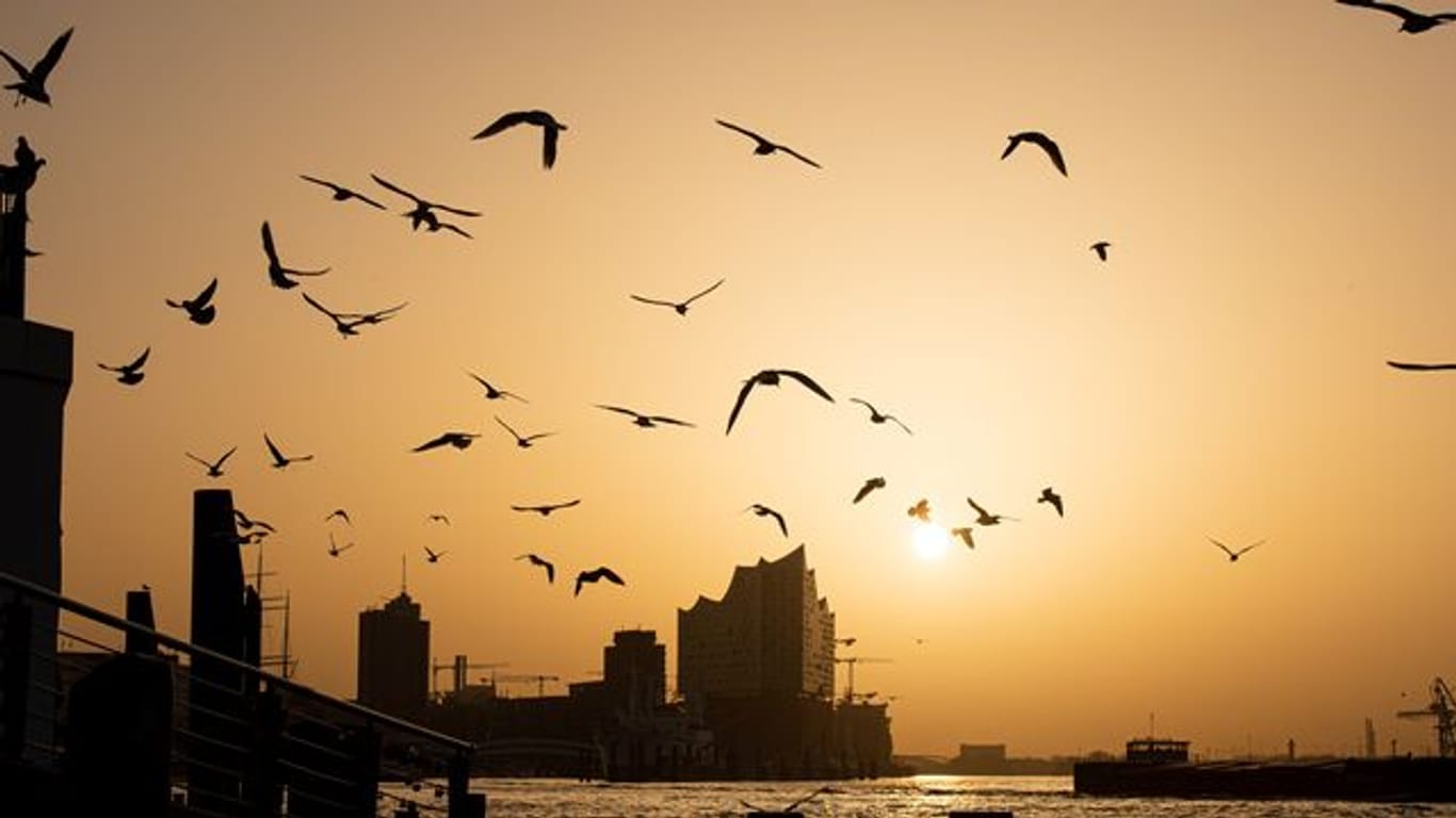 Vögel fliegen während des Sonnenaufgangs an den Landungsbrücken (Symbolbild): Es könnte sogar wieder Schnee oder Schneeregen geben.