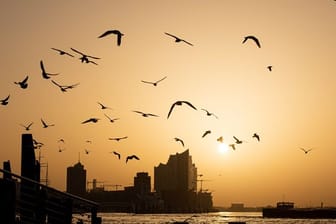 Vögel fliegen während des Sonnenaufgangs an den Landungsbrücken (Symbolbild): Es könnte sogar wieder Schnee oder Schneeregen geben.