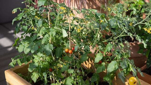 Werden Pflanzen für Balkon oder Beet ausgesät, muss auf ausreichend Licht und Luft geachtet werden.