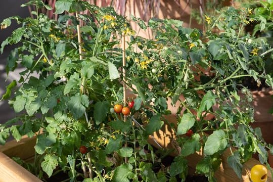 Werden Pflanzen für Balkon oder Beet ausgesät, muss auf ausreichend Licht und Luft geachtet werden.