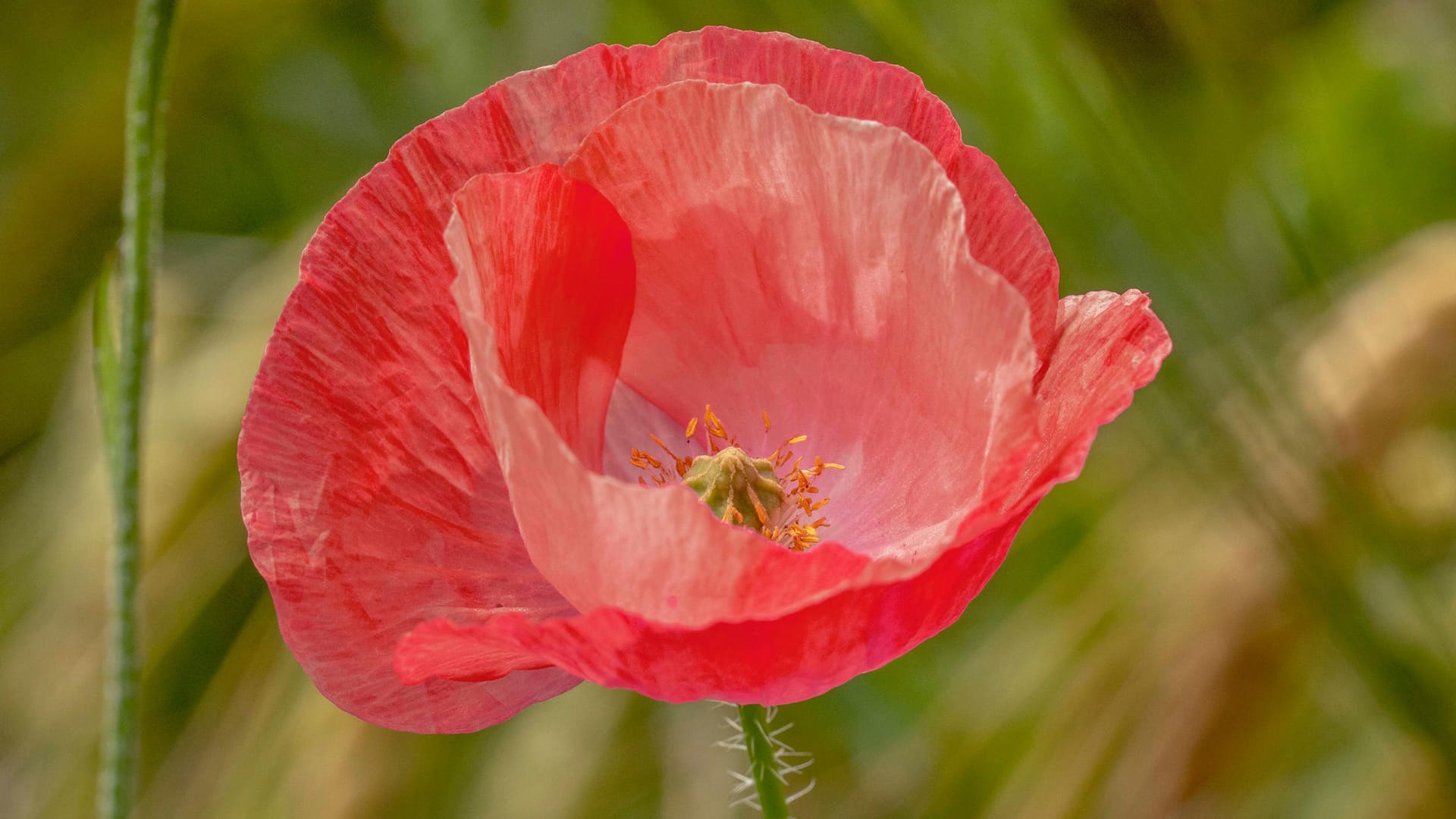 Klatschmohn (Papaver rhoeas): Die hauchdünnen Blütenblätter erinnern entfernt an zerknitterte Seide.