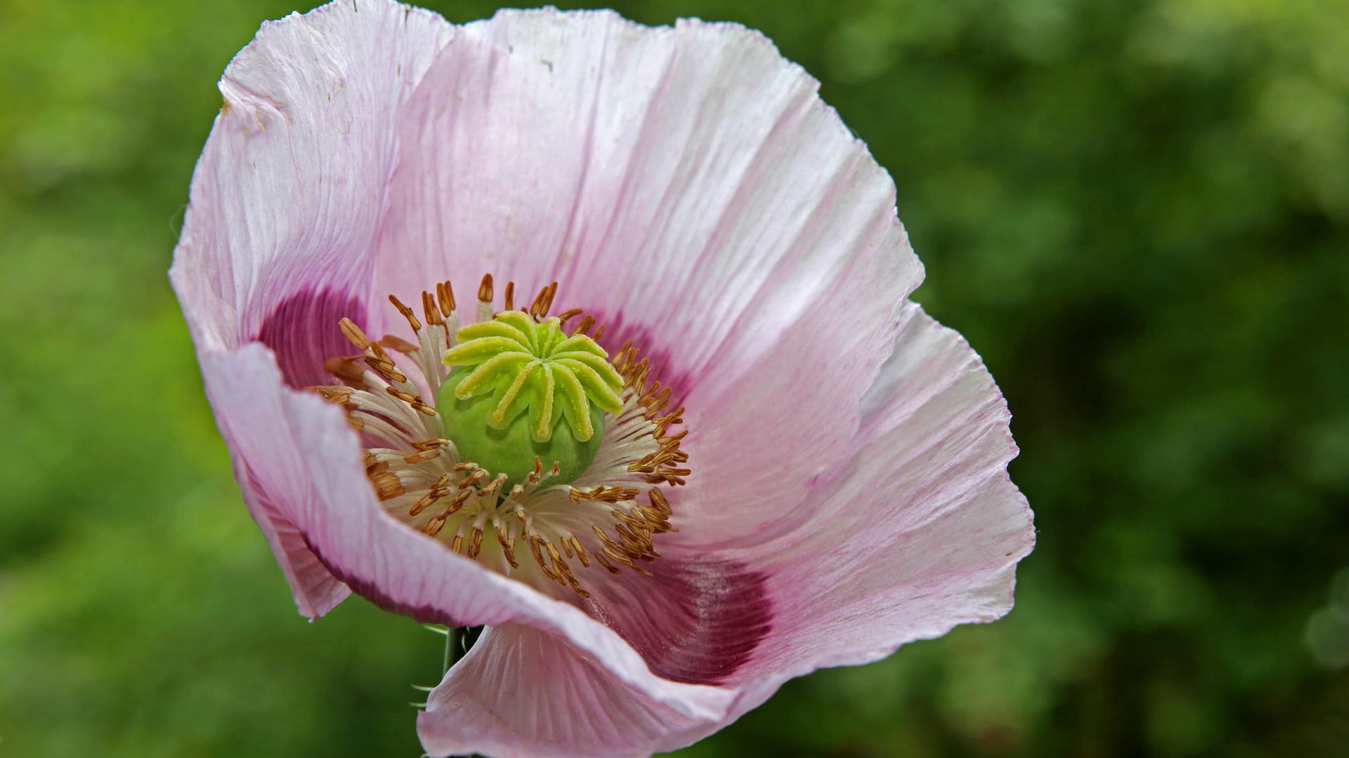 Schlafmohn (Papaver somniferum): Sein Anbau und Besitz ist in Deutschland laut Betäubungsmittelgesetz streng verboten.