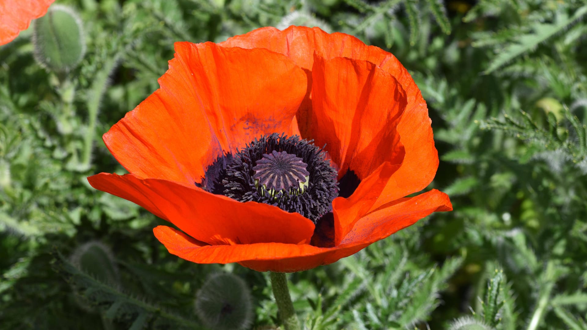 Türkischer Mohn (Papaver orientale): Er ist eine dekorative Balkon- und Kübel- sowie Gartenpflanze.