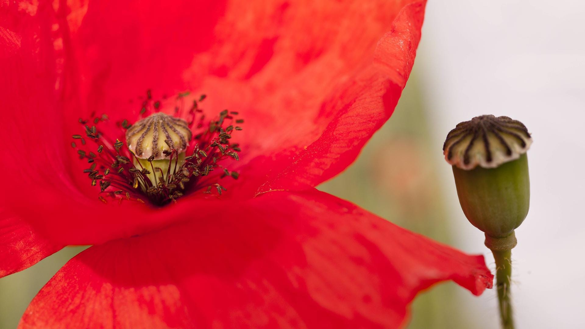 Klatschmohn (Papaver rhoeas): Ist er verblüht, zeigt er nur noch eine Fruchtkapsel.