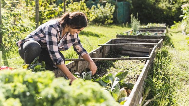 Das Frühbeet lässt sich auch im Sommer nutzen - ohne Dach, sonst wird es denn Pflanzen darin zu heiß.