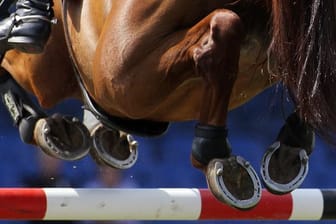 In Deutschland ist das erste Pferd nach einer Infektion mit einer neuen Herpes-Variante gestorben.