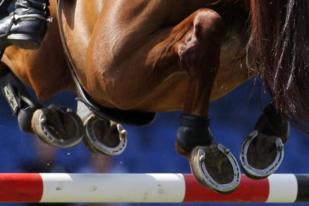 In Deutschland ist das erste Pferd nach einer Infektion mit einer neuen Herpes-Variante gestorben.