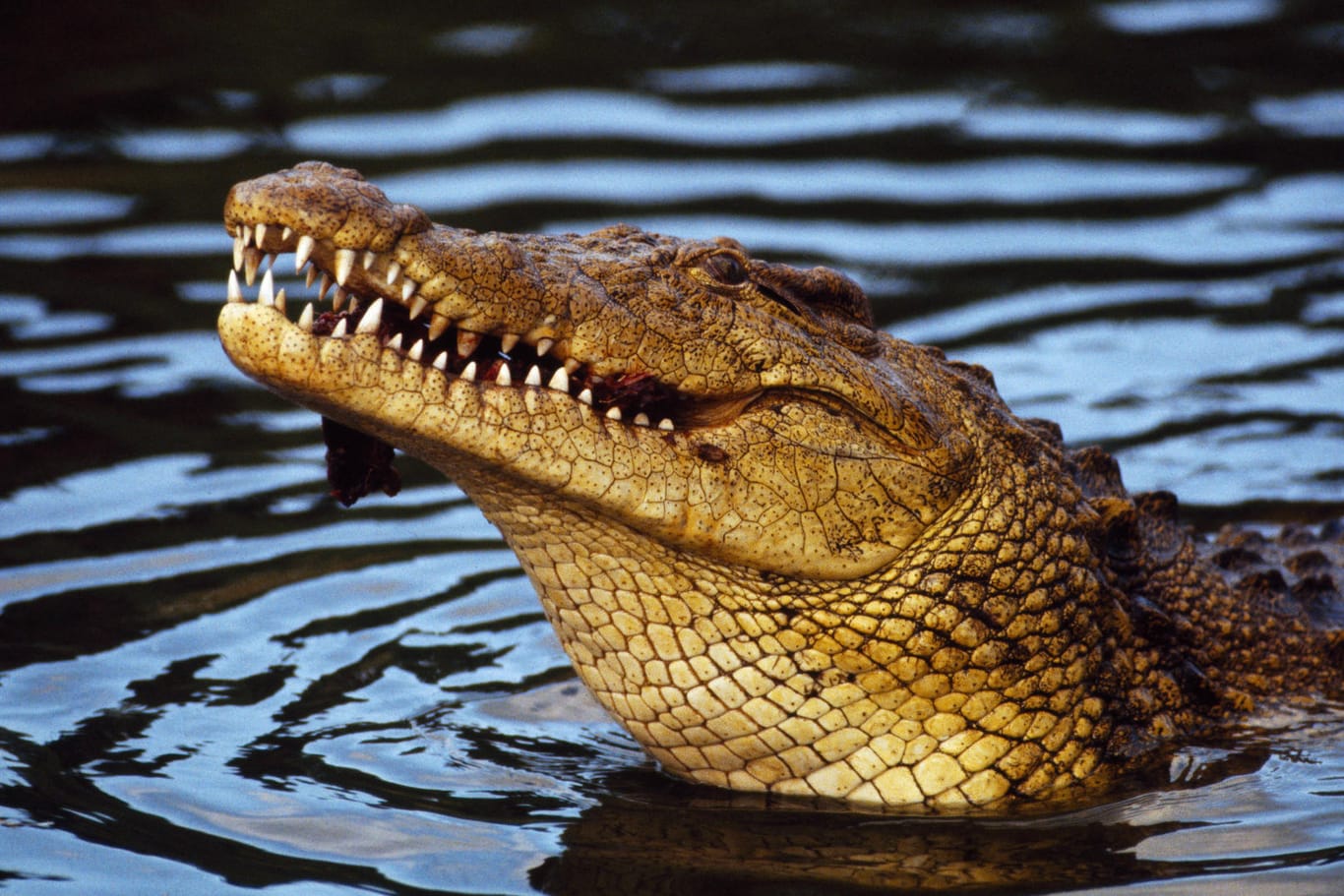 Krokodile in freier Wildbahn: In Südafrika sind Behörden und Anwohner nach einem Massenausbruch der Wildtiere alarmiert.