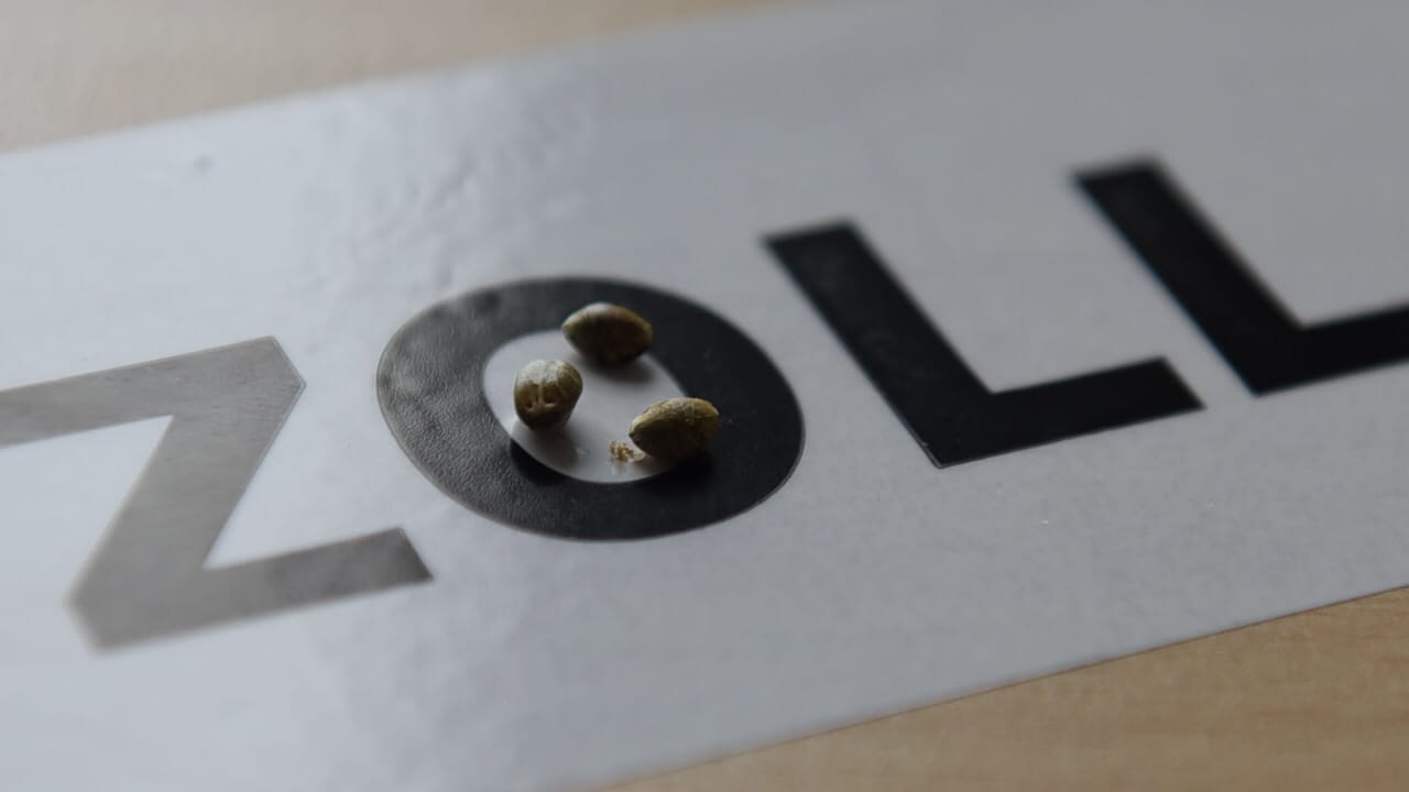 Vom Zoll sichergestellte Cannabissamen: Mit den aus dem Verkehr gezogenen Samen hätte man laut Zoll zehn Bundesligafelder bepflanzen können.