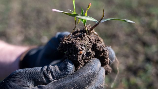 Ein eigener Garten wird in vielen Städten mittlerweile zum Luxus - die Wartelisten explodieren.