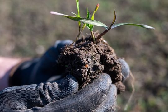 Ein eigener Garten wird in vielen Städten mittlerweile zum Luxus - die Wartelisten explodieren.