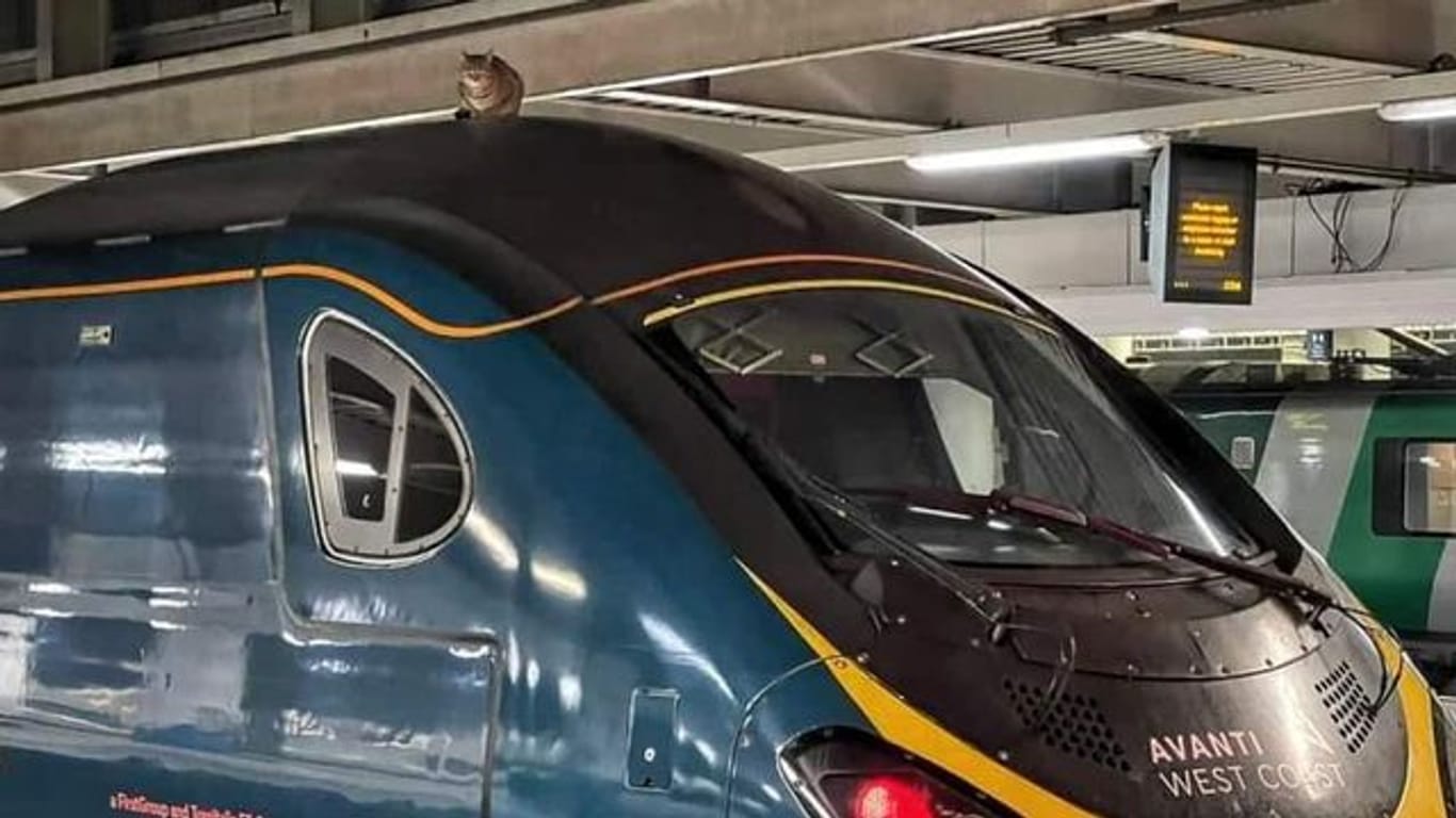 Eine Londoner Katze will als blinder Passagier nach Manchester.