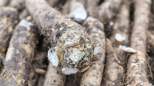 Frische Meerrettichwurzeln halten sich bis zu vier Wochen im Kühlschrank.