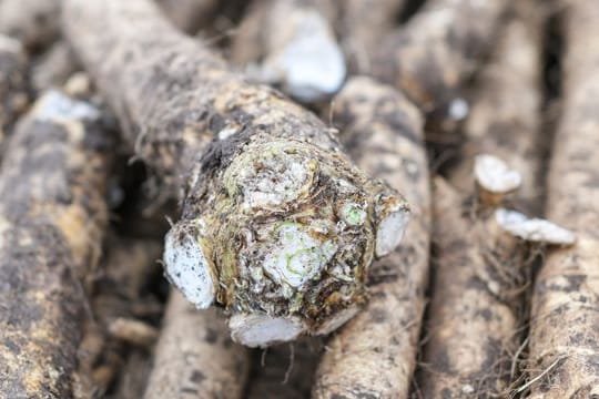 Frische Meerrettichwurzeln halten sich bis zu vier Wochen im Kühlschrank.