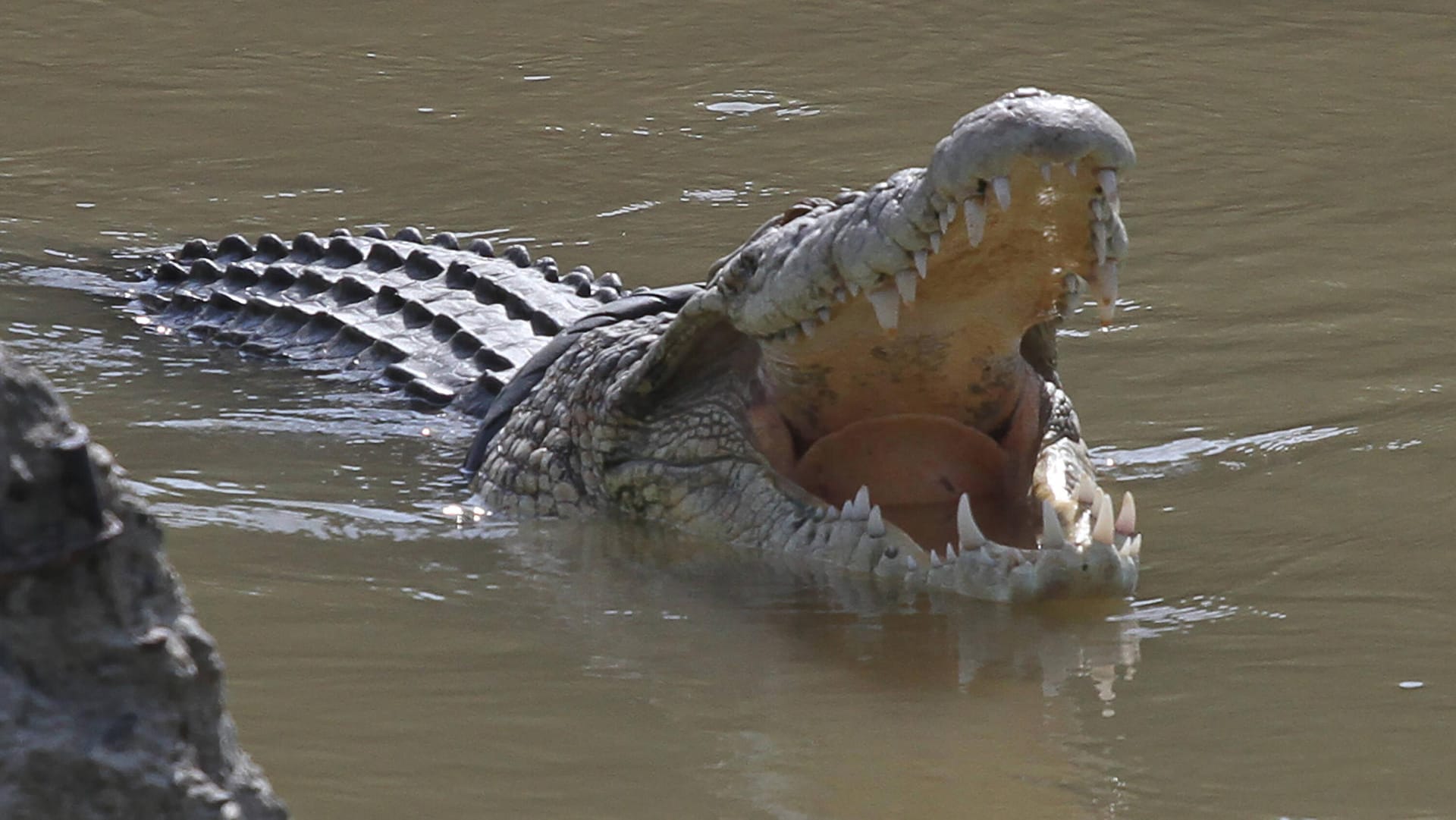 Ein Krokodil in Sulawesi (Symbolfoto): Die Familie ist oft zum Fluss gegangen, um zu baden und Wasser zum Kochen zu holen.