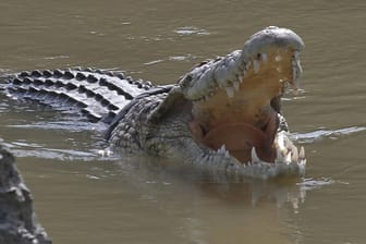 Ein Krokodil in Sulawesi (Symbolfoto): Die Familie ist oft zum Fluss gegangen, um zu baden und Wasser zum Kochen zu holen.