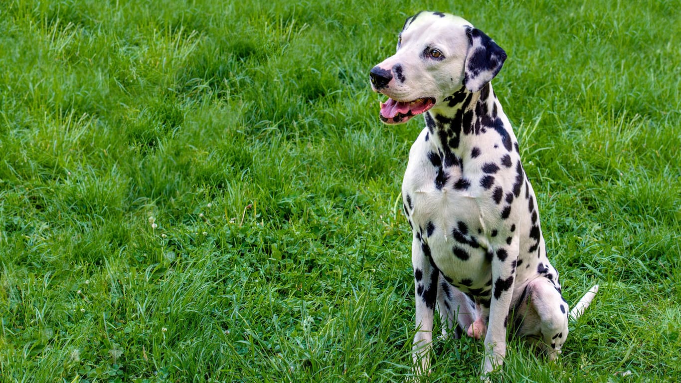 Dalmatiner: Die gepunktete Fellzeichnung ist typisch für diese Hunderasse.